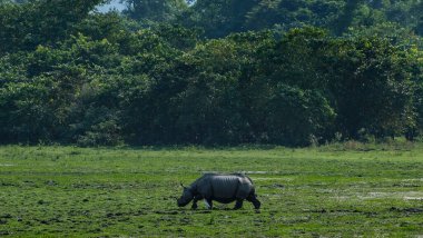 Hindistan, Assam eyaletindeki Kaziranga Ulusal Parkı 'nda gergedan..