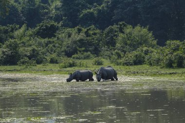 Hindistan, Assam eyaletindeki Kaziranga Ulusal Parkı 'ndaki gergedanlar..