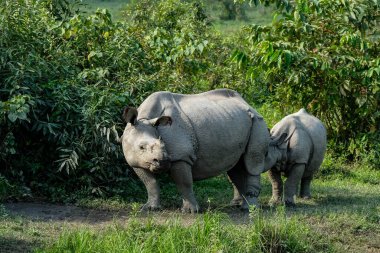Rhinos in Kaziranga National Park in the state of Assam, India. clipart