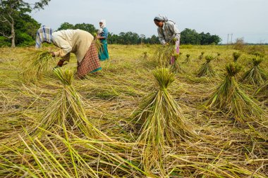 Majuli Adası, Hindistan - Kasım 2020: Kadınlar 19 Kasım 2020 'de Hindistan' ın Assam kentinde pirinç hasadı hasat ediyorlar.