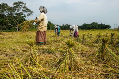 Majuli Adası, Hindistan - Kasım 2020: Kadınlar 19 Kasım 2020 'de Hindistan' ın Assam kentinde pirinç hasadı hasat ediyorlar.