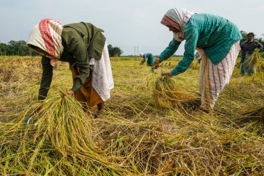 Majuli Adası, Hindistan - Kasım 2020: Kadınlar 19 Kasım 2020 'de Hindistan' ın Assam kentinde pirinç hasadı hasat ediyorlar.