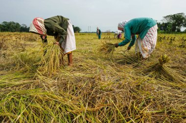 Majuli Adası, Hindistan - Kasım 2020: Kadınlar 19 Kasım 2020 'de Hindistan' ın Assam kentinde pirinç hasadı hasat ediyorlar.