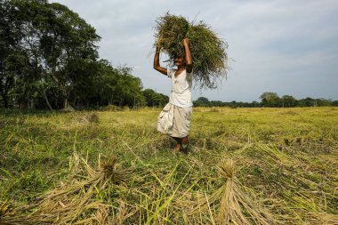 Majuli Adası, Hindistan - Kasım 2020: 19 Kasım 2020 'de Hindistan' ın Assam kentindeki Majuli Adası 'nda sığır yetiştirmek için çim toplayan bir adam.