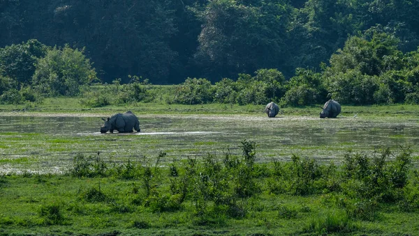 Nosorožci Národním Parku Kaziranga Státě Assam Indie — Stock fotografie