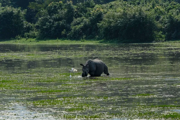 Rhino Národním Parku Kaziranga Státě Assam Indie — Stock fotografie