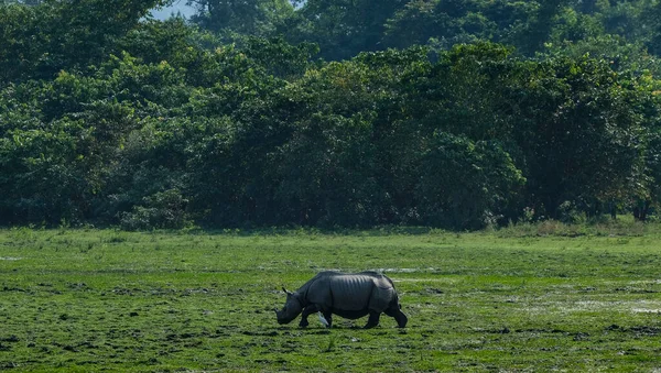 Rhino Parque Nacional Kaziranga Estado Indiano Assam — Fotografia de Stock