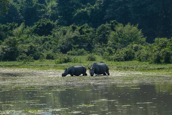 Rinoceronti Nel Parco Nazionale Kaziranga Nello Stato Assam India — Foto Stock