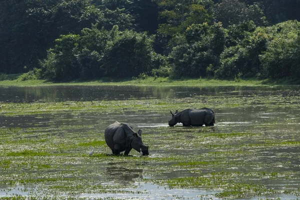 Nosorožci Národním Parku Kaziranga Státě Assam Indie — Stock fotografie