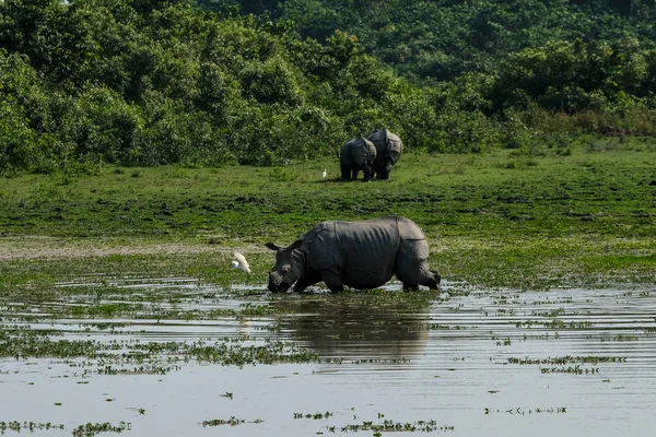 Nosorožci Národním Parku Kaziranga Státě Assam Indie — Stock fotografie