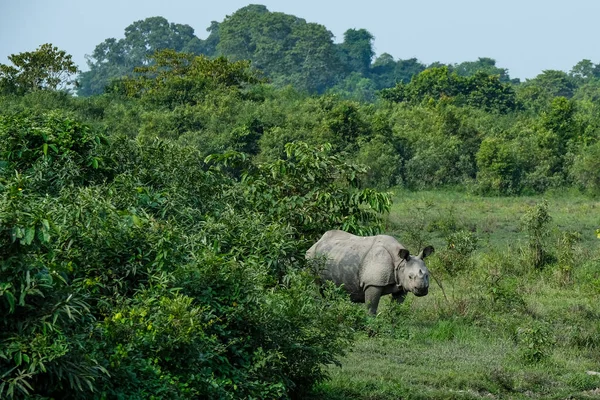 Rhino Národním Parku Kaziranga Státě Assam Indie — Stock fotografie