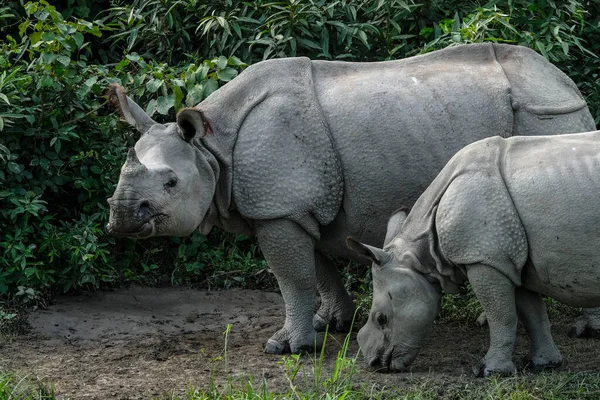 Hindistan, Assam eyaletindeki Kaziranga Ulusal Parkı 'ndaki gergedanlar..