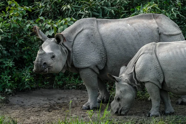 Rhinos Parque Nacional Kaziranga Estado Assam India —  Fotos de Stock