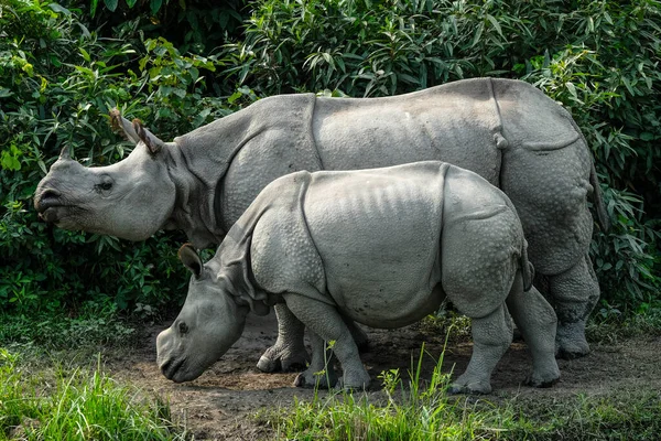 Hindistan, Assam eyaletindeki Kaziranga Ulusal Parkı 'ndaki gergedanlar..