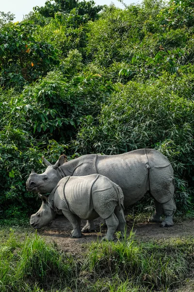 Rhinos Parque Nacional Kaziranga Estado Assam India —  Fotos de Stock