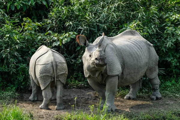 Hindistan, Assam eyaletindeki Kaziranga Ulusal Parkı 'ndaki gergedanlar..