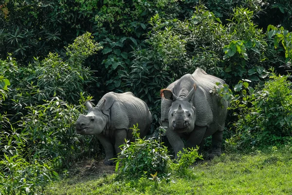 Hindistan, Assam eyaletindeki Kaziranga Ulusal Parkı 'ndaki gergedanlar..