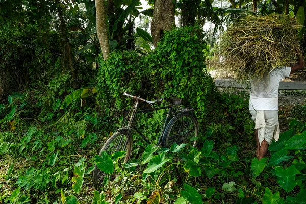 Man Som Samlar Gräs För Boskap Bredvid Cykel Majuli Island — Stockfoto