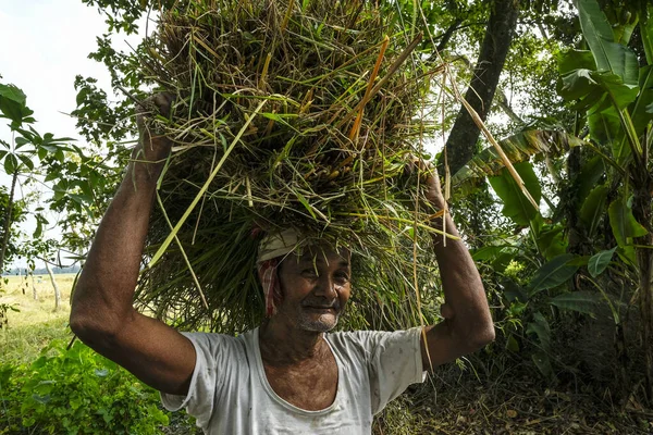 Majuli Island Indien November 2020 Man Som Samlar Gräs För — Stockfoto