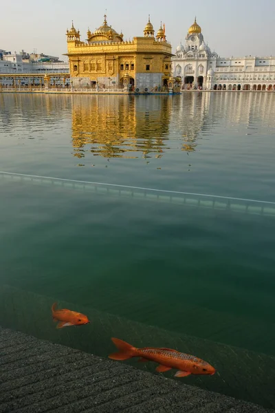 Amritsar Indien April 2021 Pilgrimer Besöker Det Gyllene Templet Amritsar — Stockfoto