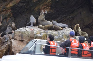 Deniz Aslanları, Ballestas Adaları, Peru