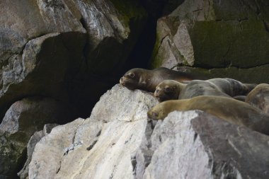 Deniz Aslanları, Ballestas Adaları, Peru