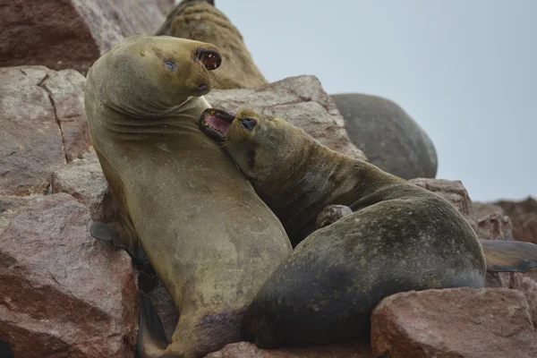 Lachtani, ostrovy Ballestas, Peru — Stock fotografie