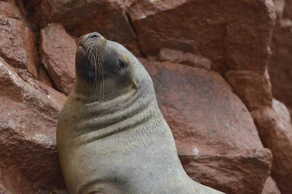 Deniz Aslanları, Ballestas Adaları, Peru — Stok fotoğraf