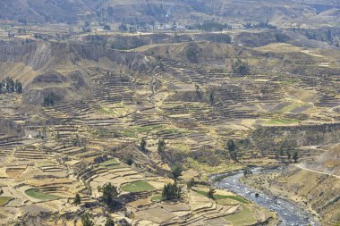 Manzara, Colca Kanyon, Peru