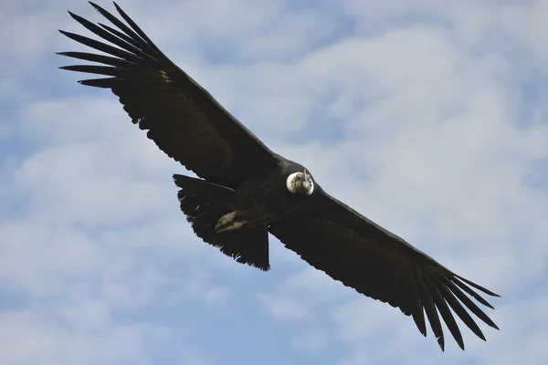 Condor, Canyon de Colca, no Peru — Fotografia de Stock