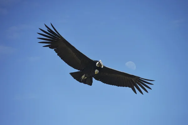 Condor, kanion Colca, Peru — Zdjęcie stockowe