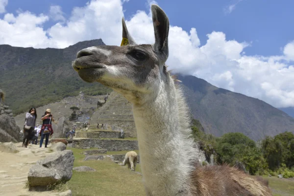 Lama, Machu Picchu, Peru — Stok fotoğraf