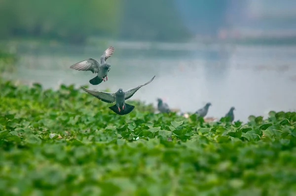 ロック鳩カップル着陸緑の草 — ストック写真