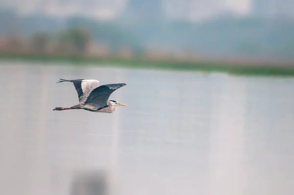 Ein Graureiher Fliegt Über Einen Fluss — Stockfoto