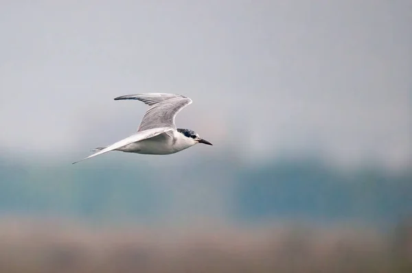 Whiskered Tern Flying Sky — Stock Photo, Image
