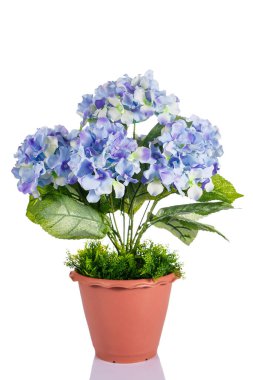 Mavi renkli plastik ortanca çiçeği (Hydrangea makrophylla). İlkbahar ve yaz aylarında açan ortancalar, çeşitli güzel renkler..