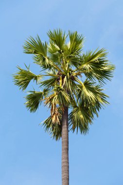 Şeker palmiyesi, Asya palmiyesi, Toddy palmiyesi, mavi gökyüzü arka planında izole edilmiş 