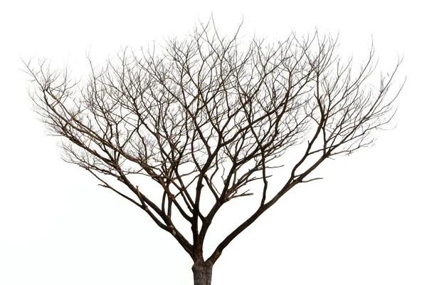 Dead Tree Outlines Dry Tree Branch Isolated White Background — Stock Photo, Image