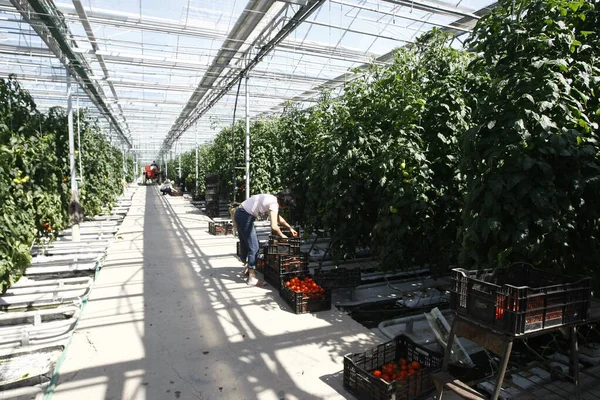 Estufa Onde Tomates São Cultivados — Fotografia de Stock