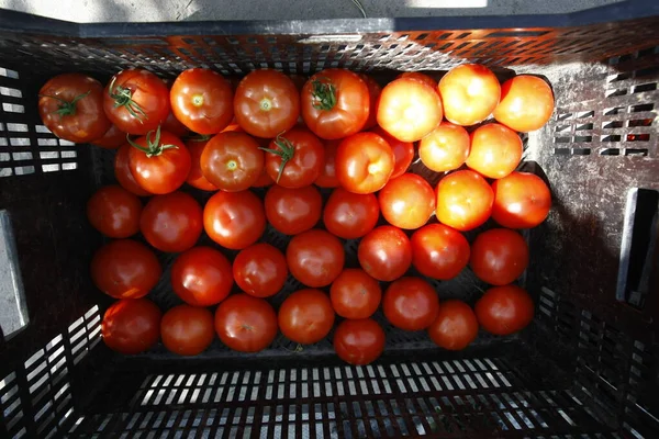 Kas Met Plastic Dozen Tomaten — Stockfoto