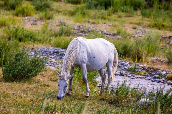 Caballo Gris Pastando Cerca Del Río — Foto de Stock