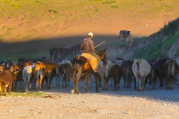 Cow herder drives a herd of cows to pasture