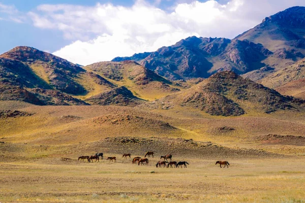 Horses Eat Grass Steppe Mountains — Stock Photo, Image