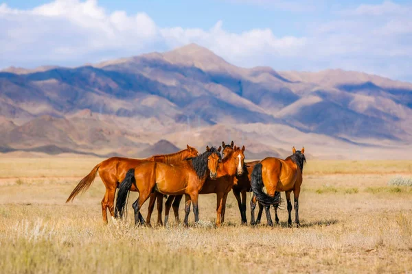 Cavalos Pasto Meio Estepe Cazaque Fundo Montanhas Imagens Royalty-Free
