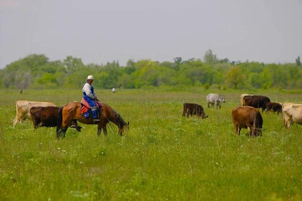 Пастух Гонит Стадо Коров Пастбище — стоковое фото