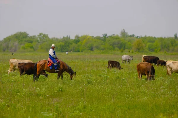 Pastor Vacas Dirige Uma Manada Vacas Para Pastar Imagem De Stock