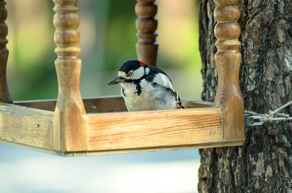 Spící Pták Sedí Dřevěném Podavači Datel Dendrocopos Major Unavený Práci — Stock fotografie