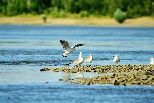 Gull Land Ground Group Seagulls Sitting Water — Stok fotoğraf