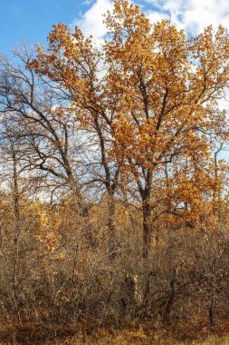 Parlak sarı yaprakları olan sonbahar ormanı ağaçları mavi arka planda güneşli bir günde beyaz bulutlarla birlikte.
