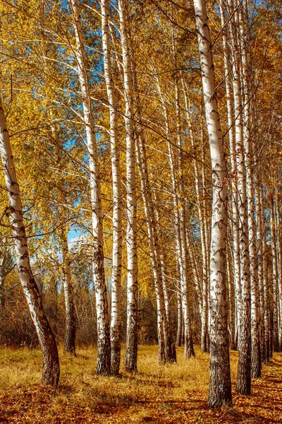 白い幹と明るい黄色の葉を持つ秋の風景白樺林背の高い木晴れた日に — ストック写真
